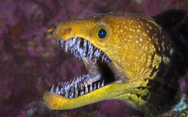 Animals that are...creepy...