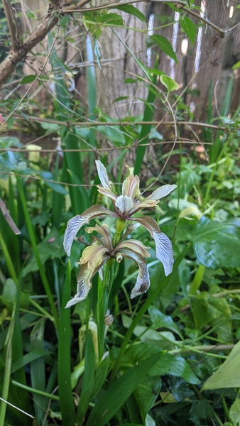 Week 8 - Leaving Lockdown Low Carb Bootcamp