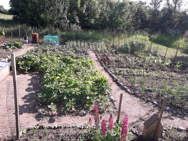 Allotment/Veg Patch Thread 16  Weather weirdness prevails !