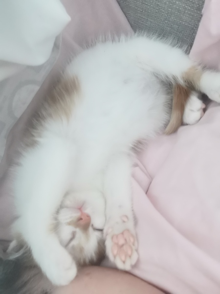Toe beans!
