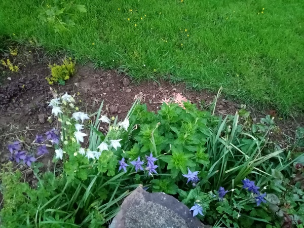 My garden this morning