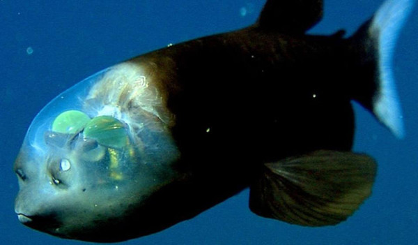 Animals that are...creepy...