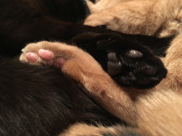 Toe beans!