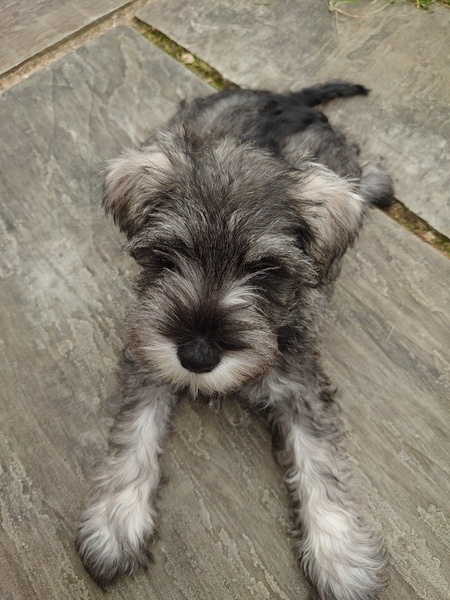 Puppy Survival Thread - June/July