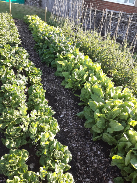 Allotment/Veg Patch Thread 16  Weather weirdness prevails !