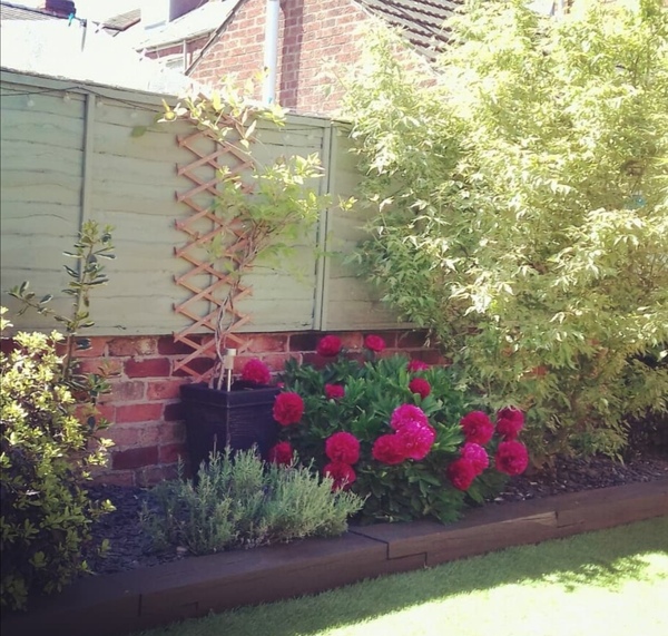 Show us your peonies!