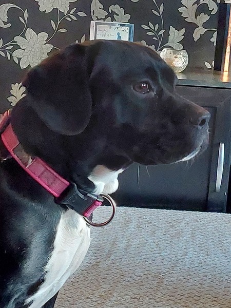Name your crossbreed - I have a Whaffy.