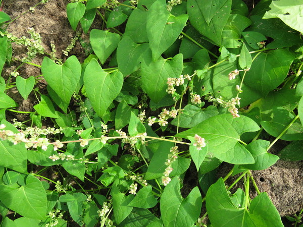 Is this Japanese Knotweed?
