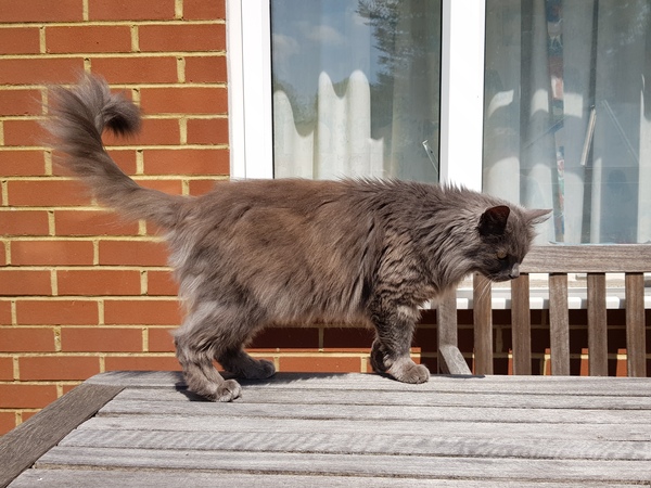 Chez Ollie - All welcome especially Not My Cats. General Cat chat thread
