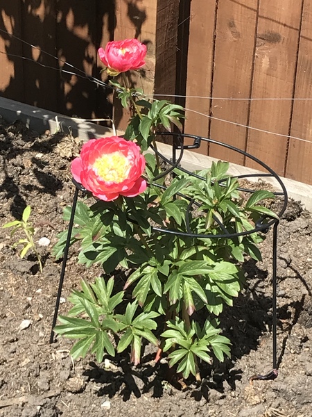 Show us your peonies!