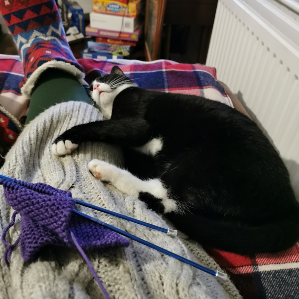 Let's see your sleeping cat pictures