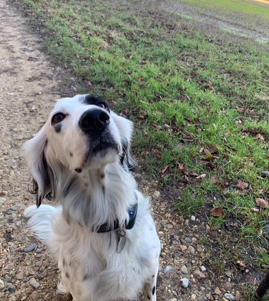 Please show me your dogs...old and young!