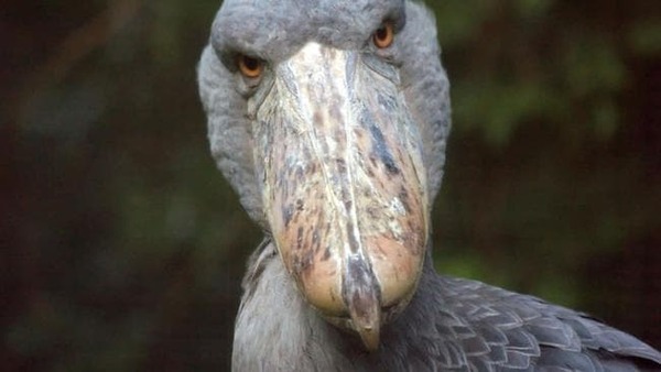 Animals that are...creepy...
