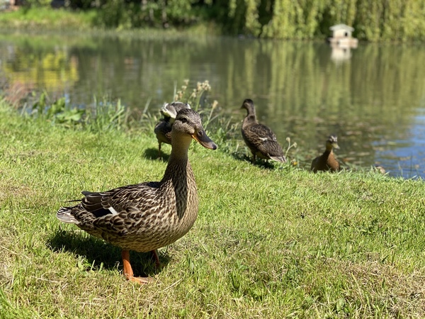 Duck Tales! (Still not what I expected to wake up to this morning)