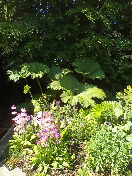 Any gunnera owners?