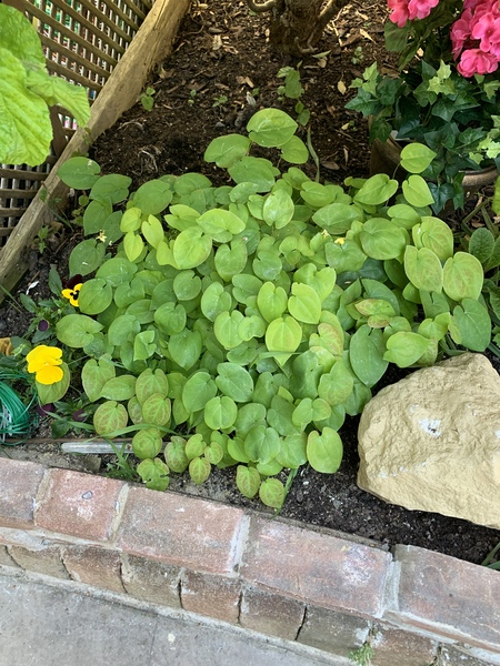 Another plant ID question
