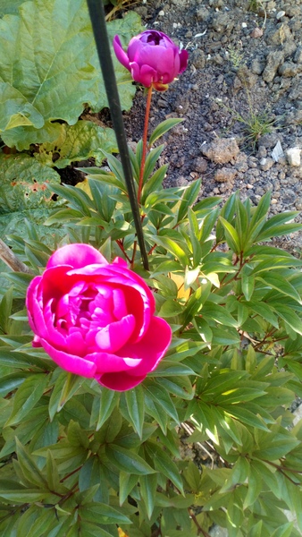 Show us your peonies!