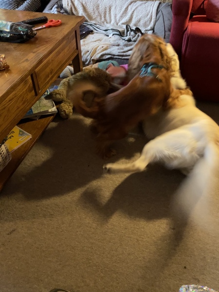 Rough play