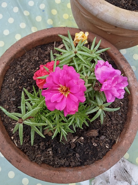 Does anyone know what this plant is please?