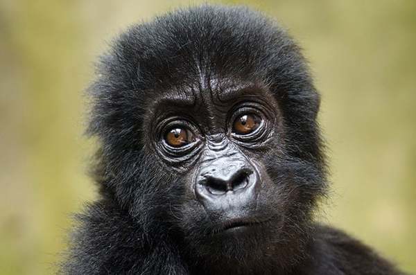 Animals that are...creepy...
