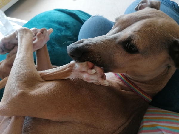 Name your crossbreed - I have a Whaffy.