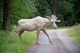 Animals that are...creepy...