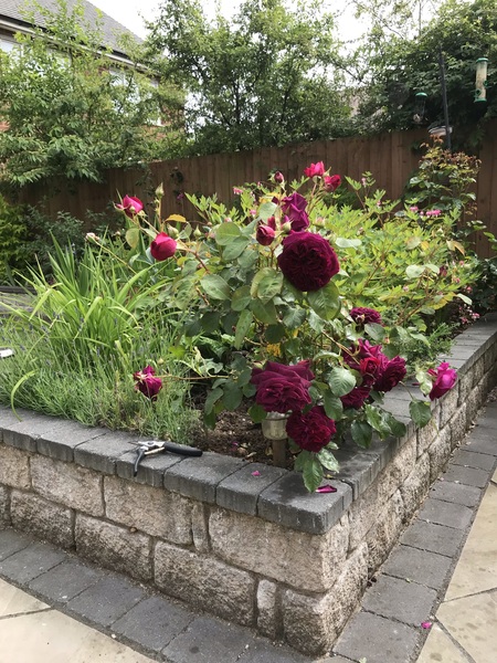Hardy (beautiful) roses for full sun position - varieties?
