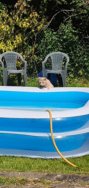 Paddling pools and inquisitive cats?