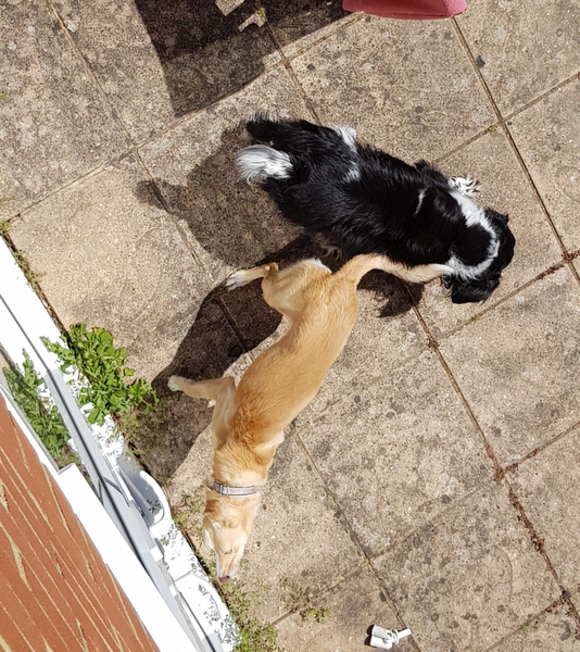 Thug cat part 4.  After all, it's not my Axminster.