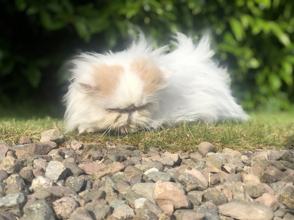 Very elderly cat - how do you make 'that' decision