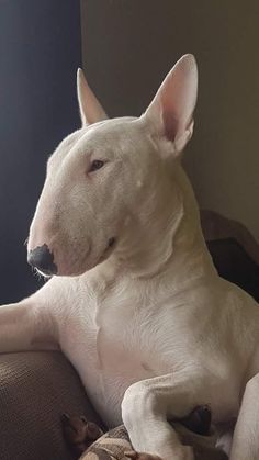 Animals that are...creepy...