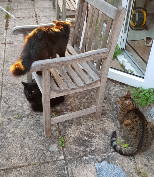 Thug cat part 4.  After all, it's not my Axminster.