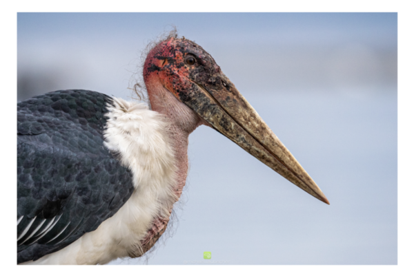 Animals that are...creepy...