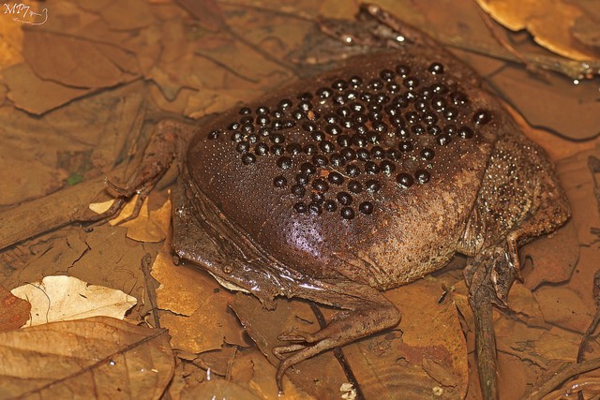 Animals that are...creepy...