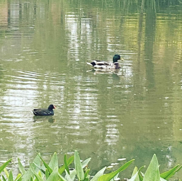 Duck Tales! (Still not what I expected to wake up to this morning)