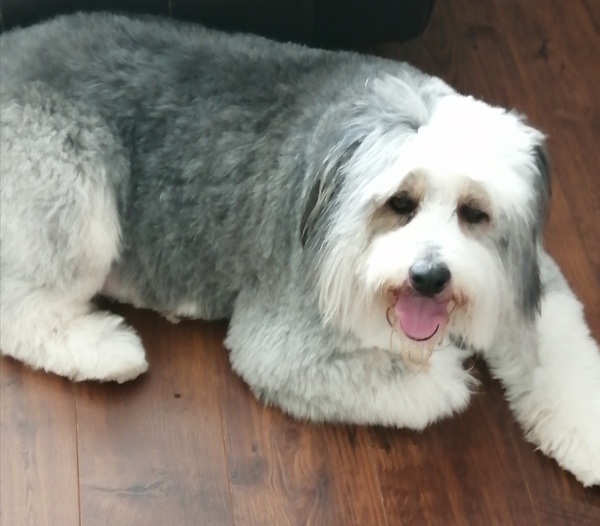 Please show me your dogs...old and young!