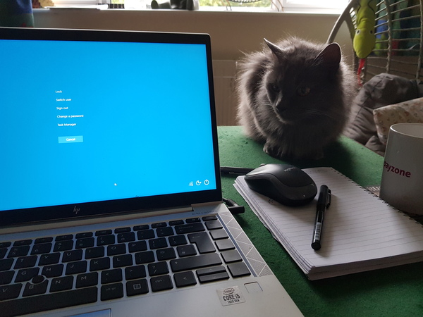 Chez Ollie - All welcome especially Not My Cats. General Cat chat thread