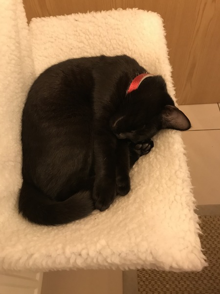 Cat Flap Help!