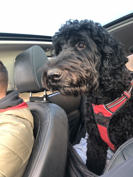 Talk poodle to me...