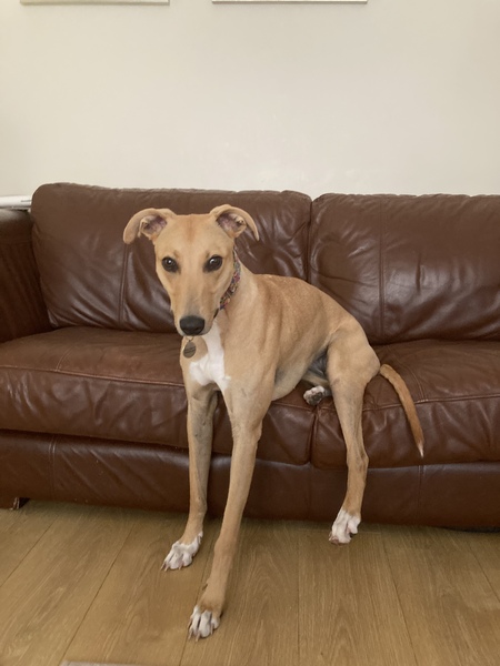 Does your dog sit like this?