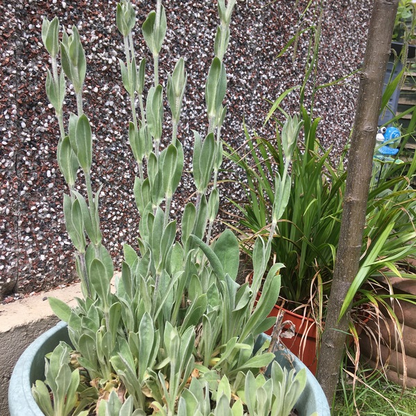 PLEASE identify this plant for me!