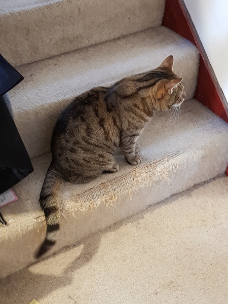 Thug cat part 3.  Unbidden guests are often welcomest when they are gone.