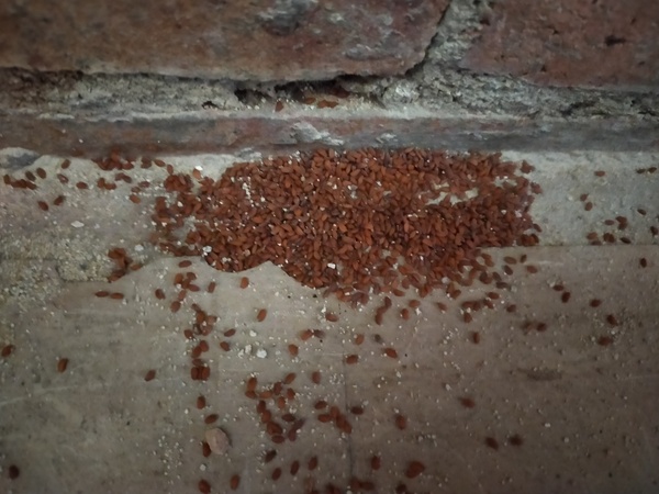 What are these weird things in my cupboard?