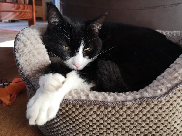 Diabetic cat - opinions / experiences please?