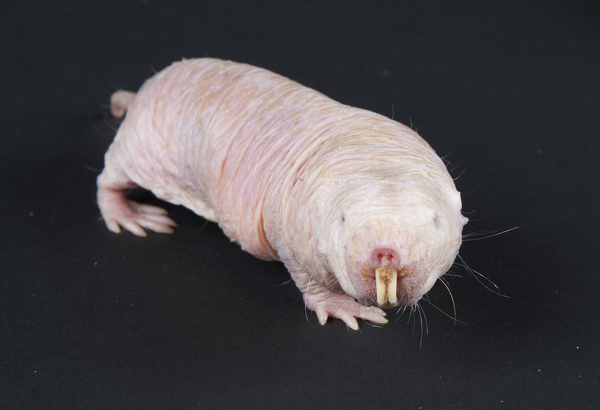 Animals that are...creepy...