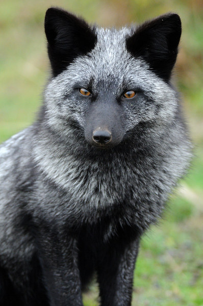 Silver Foxes