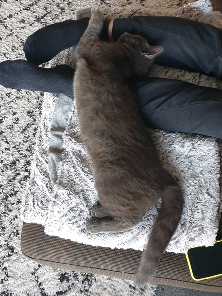 Let's see your sleeping cat pictures
