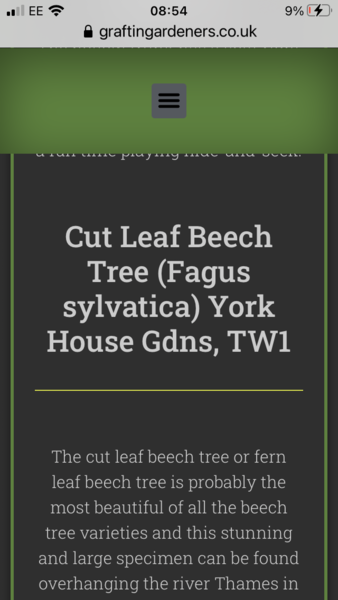 Anyone good with trees? Do you know what tree this is please