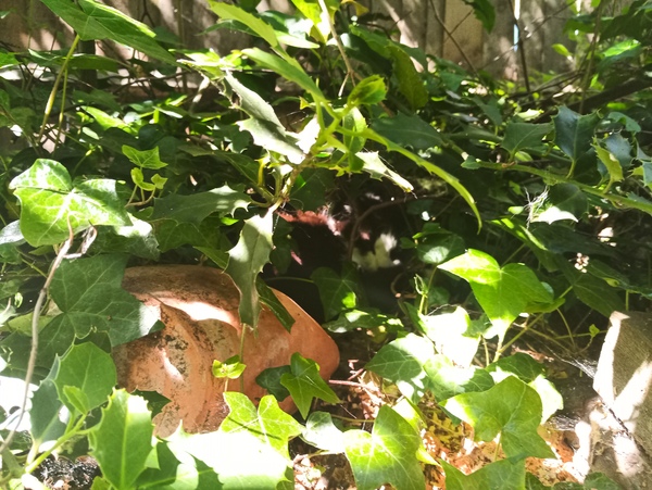 ADs shelter in The Sleeping Swans and have a group hug