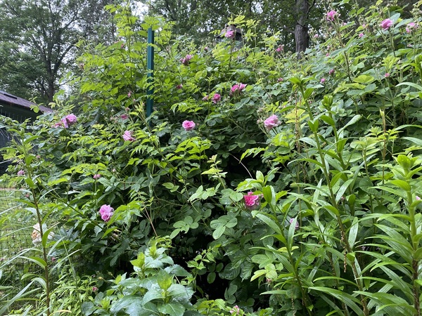 Come and tell me your dull and unexciting news 15: Calmly through the day